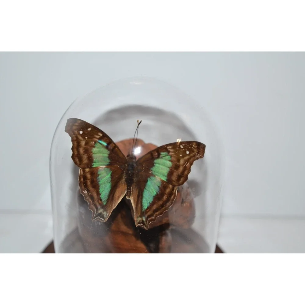 Vtg Turquoise Emperor Butterfly In Dome Habitat Taxidermy iridescent blue aqua
